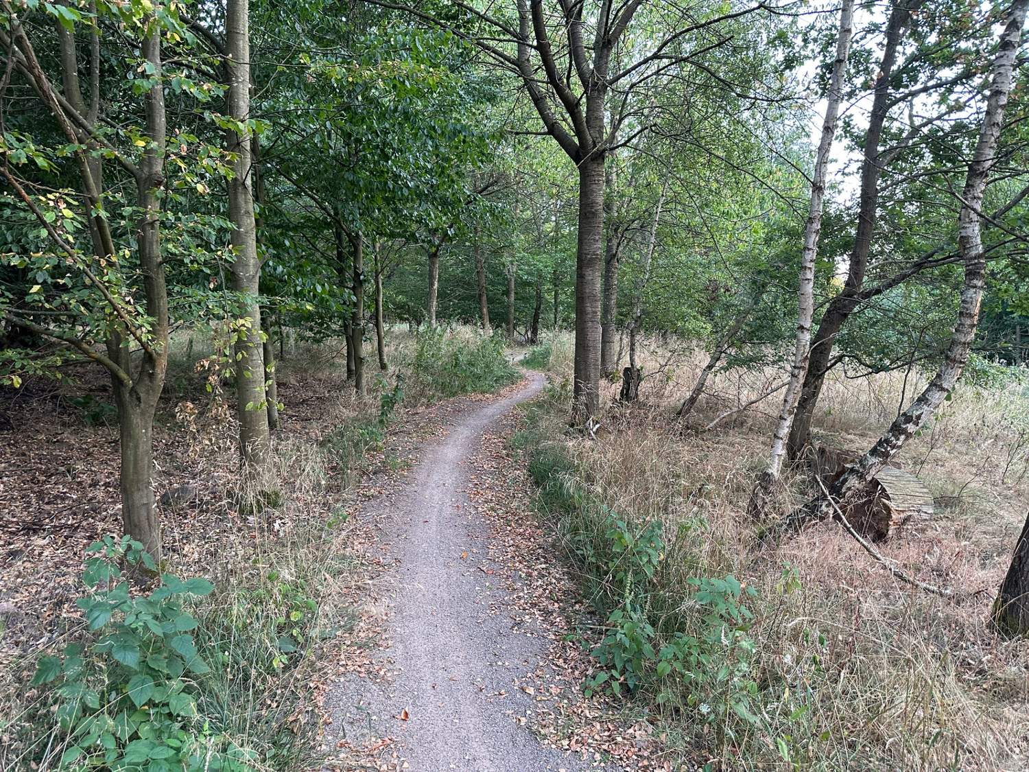 GreenTrail1